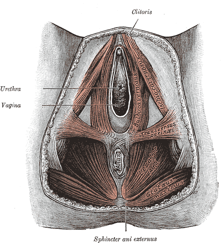 Muscles of the female perineum.
