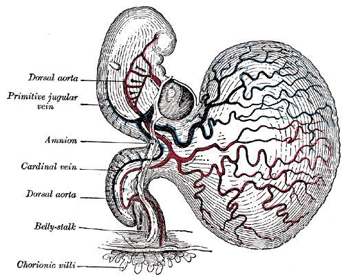 Human embryo of about fourteen days, with yolk-sac.
