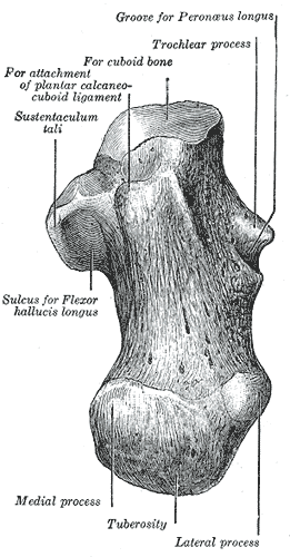 Left calcaneus, inferior surface.
