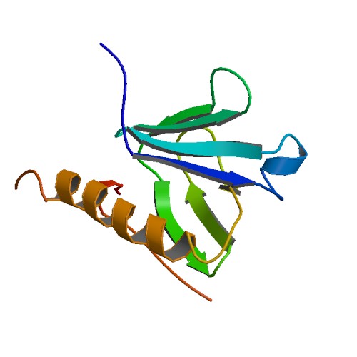 File:PBB Protein IRS1 image.jpg