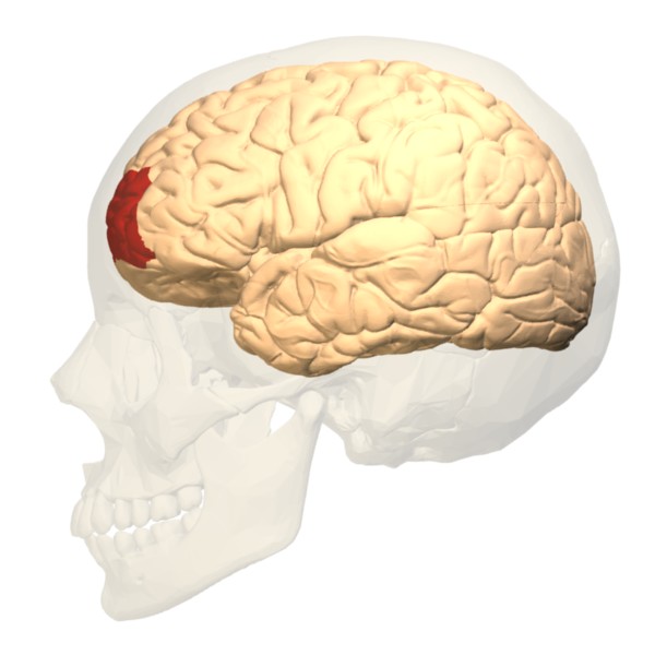 Lateral view of the prefrontal cortex