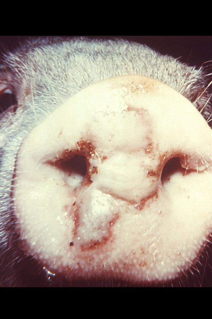View of a pig's snout, which displayed a large area of unruptured vesicles due to a case of vesicular exanthema of swine (VES). From Public Health Image Library (PHIL). [1]