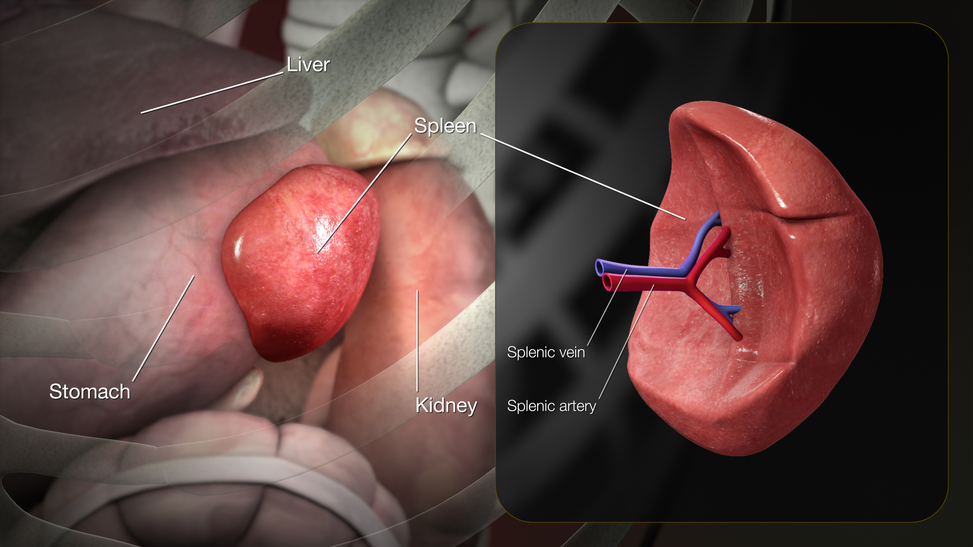 File:3D Medical Animation Spleen Anatomy.jpg