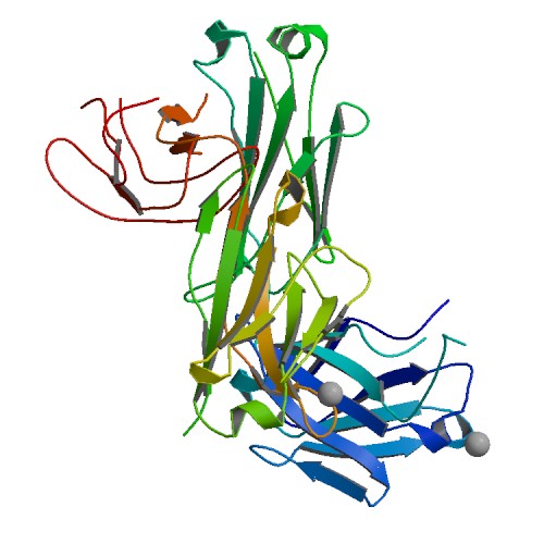 File:PBB Protein IGLL1 image.jpg